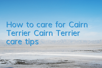 How to care for Cairn Terrier Cairn Terrier care tips