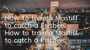 How to train a Mastiff to catch a Frisbee. How to train a Mastiff to catch a Frisbee.