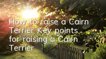 How to raise a Cairn Terrier? Key points for raising a Cairn Terrier