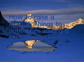 How to raise a Mastiff. Things to note when raising a Mastiff.