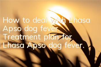 How to deal with Lhasa Apso dog fever. Treatment plan for Lhasa Apso dog fever.