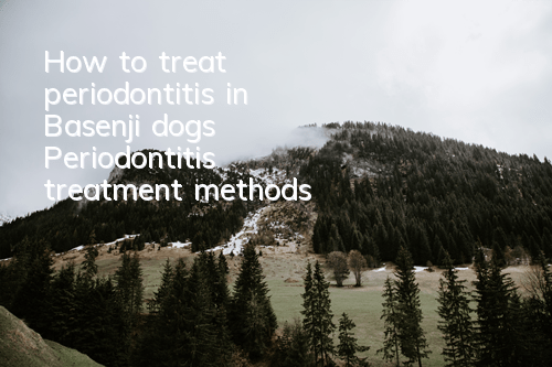 How to treat periodontitis in Basenji dogs Periodontitis treatment methods