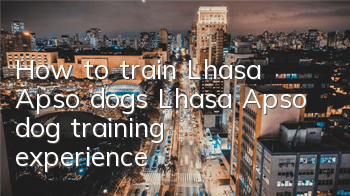 How to train Lhasa Apso dogs? Lhasa Apso dog training experience