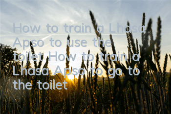 How to train a Lhasa Apso to use the toilet? How to train a Lhasa Apso to go to the toilet at a fixed location?