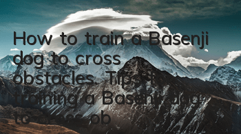 How to train a Basenji dog to cross obstacles. Tips for training a Basenji dog to cross obstacles.