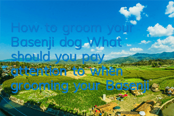 How to groom your Basenji dog? What should you pay attention to when grooming your Basenji dog?
