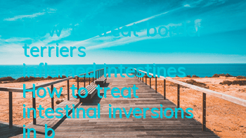 How to treat border terrier's inflamed intestines? How to treat intestinal inversions in border terrier?