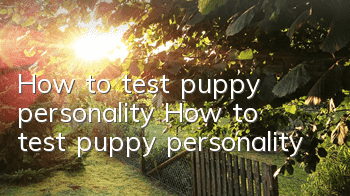 How to test puppy personality How to test puppy personality