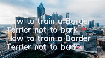 How to train a Border Terrier not to bark? How to train a Border Terrier not to bark?