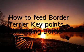 How to feed Border Terrier? Key points for feeding Border Terrier
