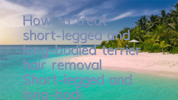 How to treat short-legged and long-bodied terrier hair removal? Short-legged and long-bodied terrier hair removal treatment method