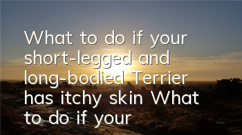 What to do if your short-legged and long-bodied Terrier has itchy skin? What to do if your short-legged and long-bodied Terrier has itchy skin?