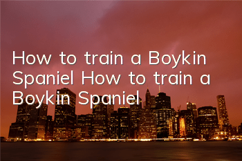 How to train a Boykin Spaniel How to train a Boykin Spaniel
