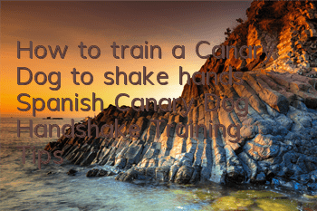 How to train a Canary Dog to shake hands Spanish Canary Dog Handshake Training Tips
