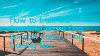 How to train the Spanish Canary Dog Spanish Canary Dog training tips