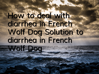 How to deal with diarrhea in French Wolf Dog? Solution to diarrhea in French Wolf Dog