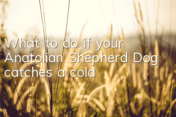 What to do if your Anatolian Shepherd Dog catches a cold
