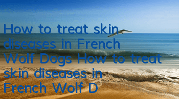 How to treat skin diseases in French Wolf Dogs How to treat skin diseases in French Wolf Dogs