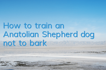 How to train an Anatolian Shepherd dog not to bark