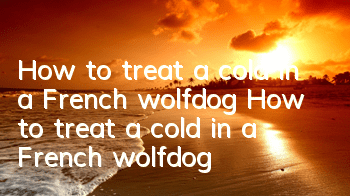 How to treat a cold in a French wolfdog How to treat a cold in a French wolfdog