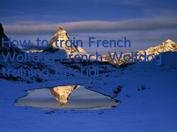 How to train French Wolfdog French Wolfdog training tutorial