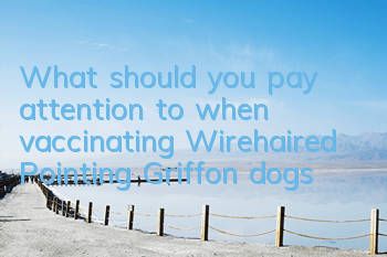 What should you pay attention to when vaccinating Wirehaired Pointing Griffon dogs?