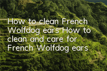 How to clean French Wolfdog ears How to clean and care for French Wolfdog ears