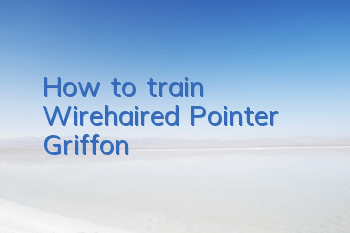 How to train Wirehaired Pointer Griffon