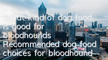 What kind of dog food is good for bloodhounds? Recommended dog food choices for bloodhounds