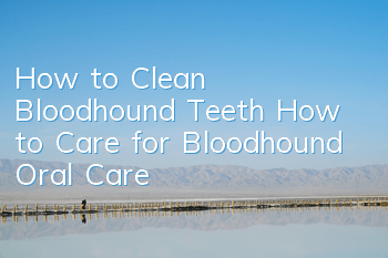 How to Clean Bloodhound Teeth How to Care for Bloodhound Oral Care
