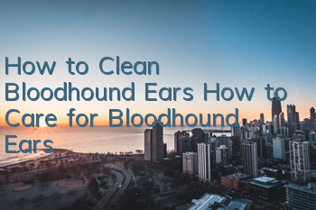 How to Clean Bloodhound Ears How to Care for Bloodhound Ears