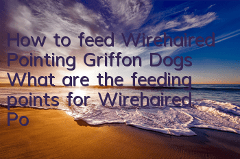 How to feed Wirehaired Pointing Griffon Dogs What are the feeding points for Wirehaired Pointing Griffon Dogs?