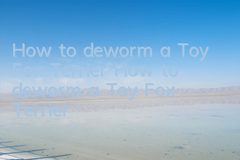 How to deworm a Toy Fox Terrier How to deworm a Toy Fox Terrier