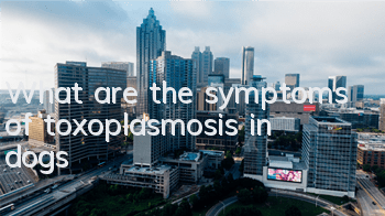 What are the symptoms of toxoplasmosis in dogs?