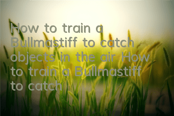How to train a Bullmastiff to catch objects in the air How to train a Bullmastiff to catch objects in the air