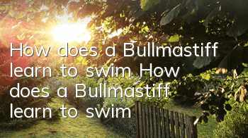 How does a Bullmastiff learn to swim? How does a Bullmastiff learn to swim?