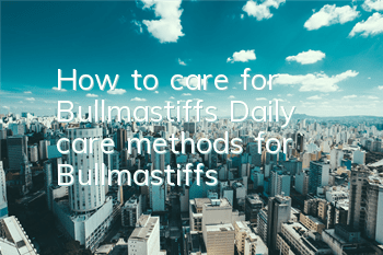 How to care for Bullmastiffs Daily care methods for Bullmastiffs