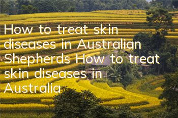 How to treat skin diseases in Australian Shepherds How to treat skin diseases in Australian Shepherds
