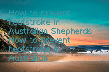 How to prevent heatstroke in Australian Shepherds How to prevent heatstroke in Australian Shepherds