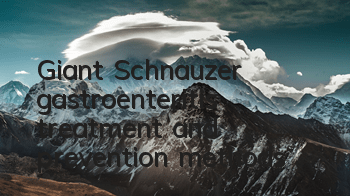 Giant Schnauzer gastroenteritis treatment and prevention methods