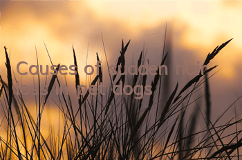 TCauses of sudden hair loss in pet dogs