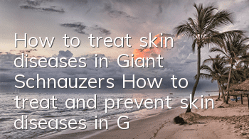 How to treat skin diseases in Giant Schnauzers How to treat and prevent skin diseases in Giant Schnauzers