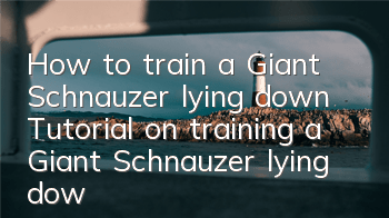 How to train a Giant Schnauzer lying down Tutorial on training a Giant Schnauzer lying down