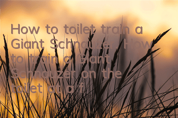 How to toilet train a Giant Schnauzer. How to train a Giant Schnauzer on the toilet at a fixed location.