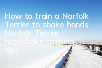 How to train a Norfolk Terrier to shake hands Norfolk Terrier handshake training tips
