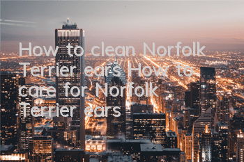 How to clean Norfolk Terrier ears How to care for Norfolk Terrier ears