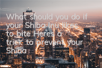 TWhat should you do if your Shiba Inu likes to bite? Here’s a trick to prevent your Shiba Inu from biting!