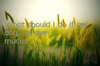What should I do if my dog ​​has eye mucus?