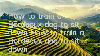 How to train a Bordeaux dog to sit down? How to train a Bordeaux dog to sit down?
