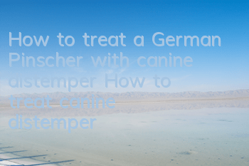 How to treat a German Pinscher with canine distemper? How to treat canine distemper?